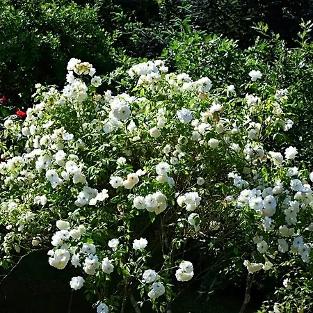 Bed & Breakfast L'intemporelle 4*