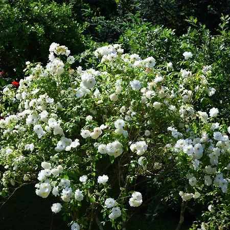 L'intemporelle Panzió 4*